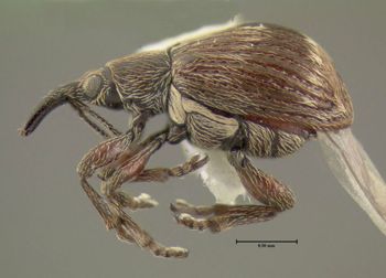 Media type: image;   Entomology 613530 Aspect: habitus lateral view